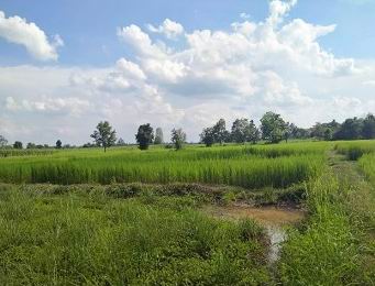 รูปที่ดินว่างเปล่า โนนสะอาด ศรีบุญเรือง หนองบัวลำภู