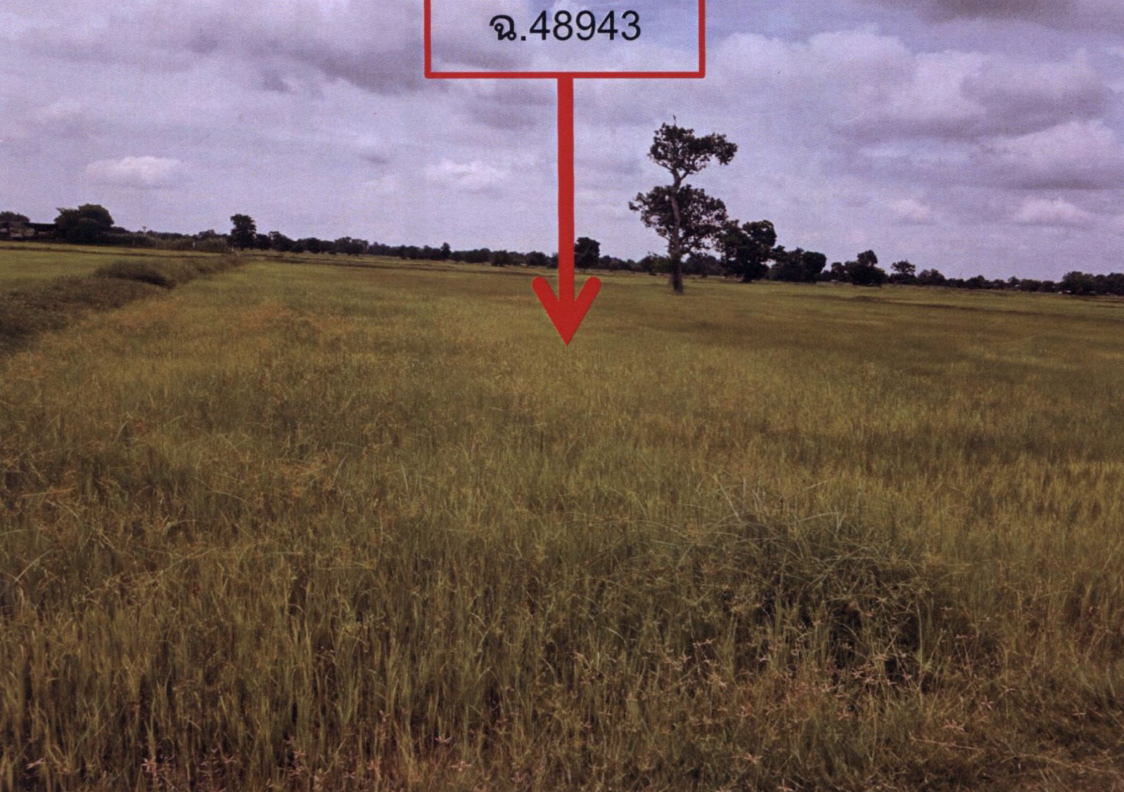 รูปที่ดินว่างเปล่า หนองเมธี ท่าตูม สุรินทร์