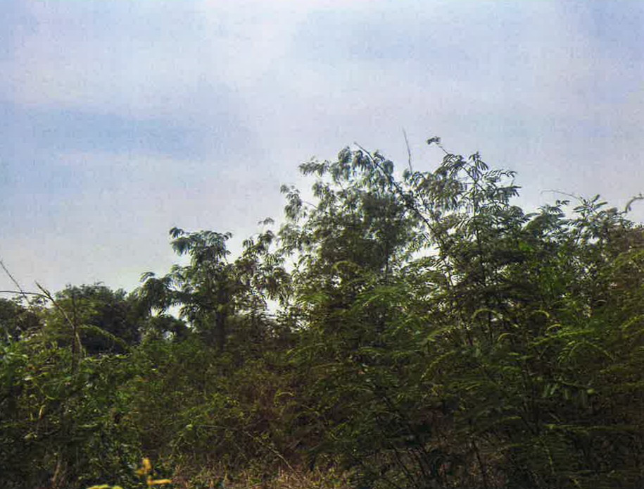รูปที่ดินว่างเปล่า บางอ้อ บ้านนา นครนายก
