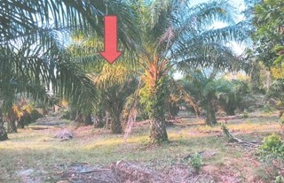 รูปที่ดินว่างเปล่า โคกเคียน เมืองนราธิวาส นราธิวาส