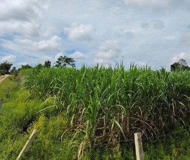 รูปที่ดินว่างเปล่า ปราสาท บ้านด่าน บุรีรัมย์