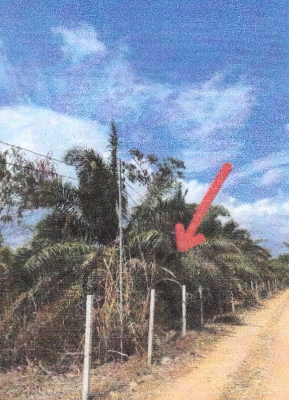 รูปที่ดินว่างเปล่า หาดขาม กุยบุรี ประจวบคีรีขันธ์
