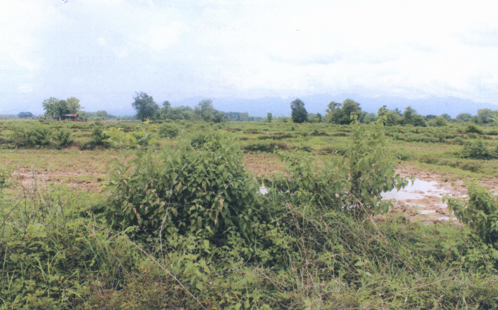รูปที่ดินว่างเปล่า เหมืองหม้อ เมืองแพร่ แพร่