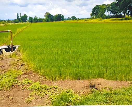 รูปที่ดินว่างเปล่า บ้านโคน พิชัย อุตรดิตถ์