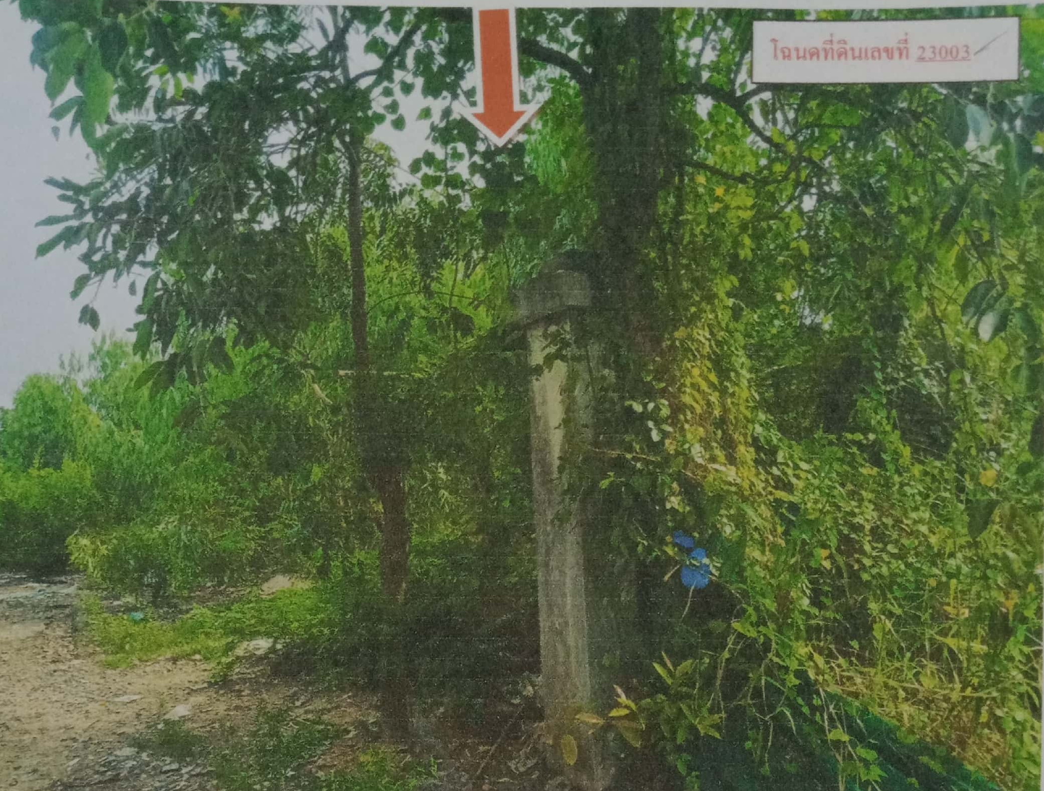 รูปที่ดินว่างเปล่า คลองนา เมืองฉะเชิงเทรา ฉะเชิงเทรา