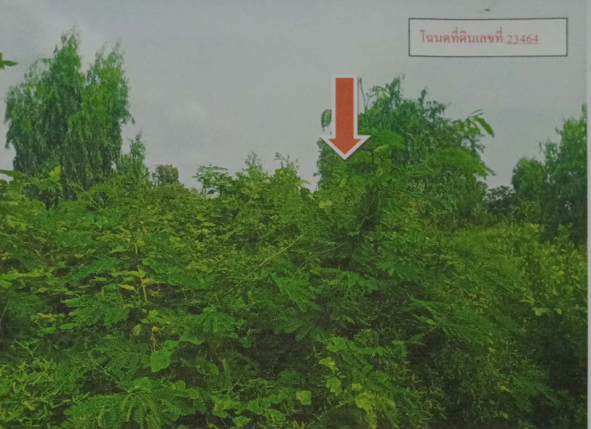 รูปที่ดินว่างเปล่า คลองนา เมืองฉะเชิงเทรา ฉะเชิงเทรา
