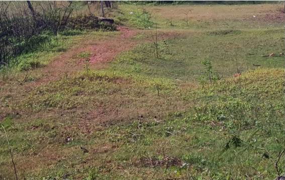 รูปที่ดินว่างเปล่า บ้านไผ่ บ้านไผ่ ขอนแก่น
