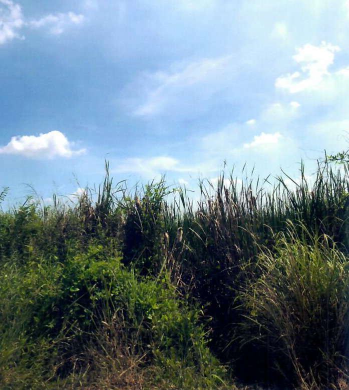 รูปที่ดินว่างเปล่า หนองสามวัง หนองเสือ ปทุมธานี