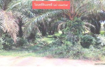 รูปที่ดินว่างเปล่า คู จะนะ สงขลา
