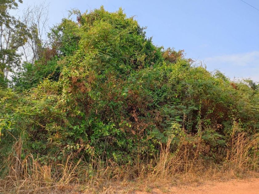 รูปที่ดินว่างเปล่า หนองพอก หนองพอก ร้อยเอ็ด