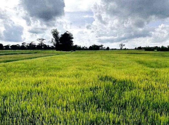 รูปที่ดินว่างเปล่า โนนทราย มหาชนะชัย ยโสธร
