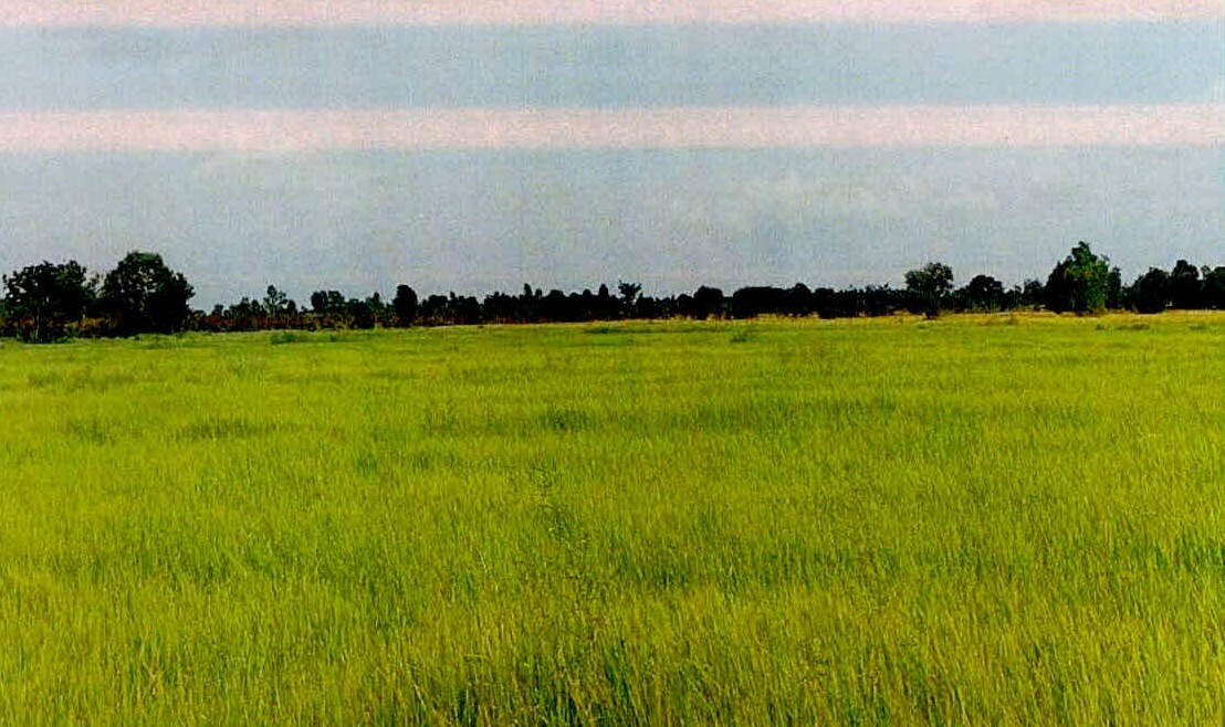 รูปที่ดินว่างเปล่า จารพัต ศีขรภูมิ สุรินทร์