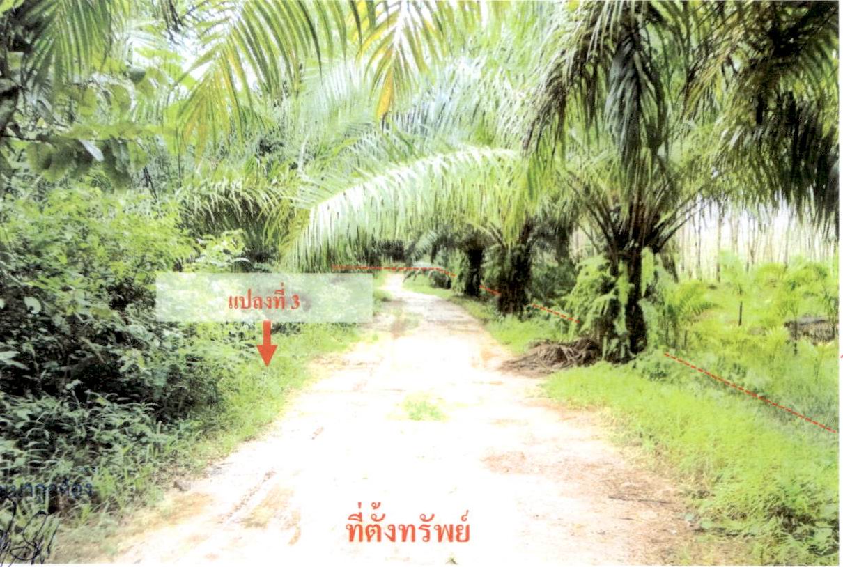 รูปที่ดินว่างเปล่า กระบี่น้อย เมืองกระบี่ กระบี่