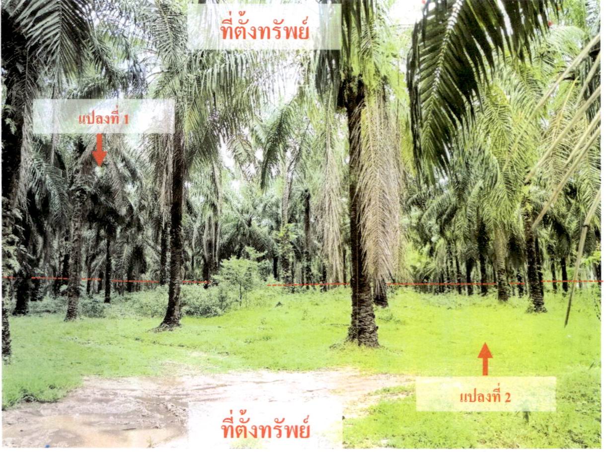 รูปที่ดินว่างเปล่า กระบี่น้อย เมืองกระบี่ กระบี่
