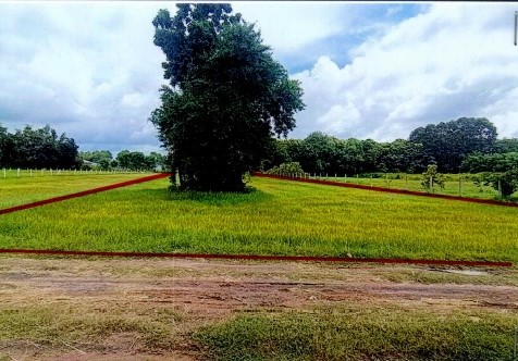 รูปที่ดินว่างเปล่า กระสัง กระสัง บุรีรัมย์