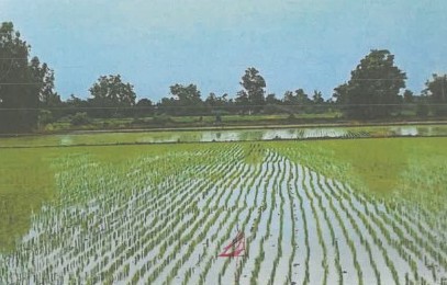 รูปที่ดินว่างเปล่า ป่าพุทรา ขาณุวรลักษบุรี กำแพงเพชร