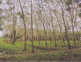รูปที่ดินว่างเปล่า เขาไพร รัษฏา ตรัง