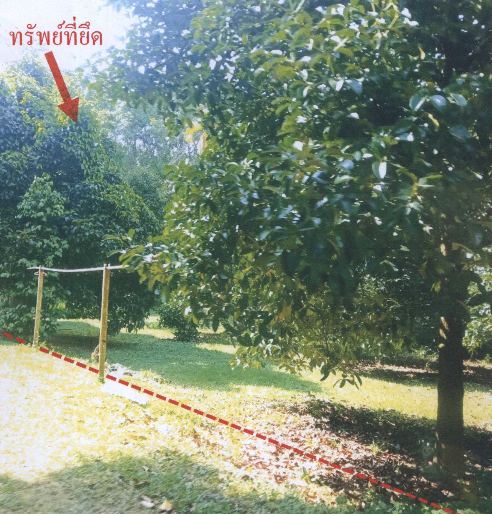 รูปที่ดินว่างเปล่า สวนขัน ช้างกลาง นครศรีธรรมราช