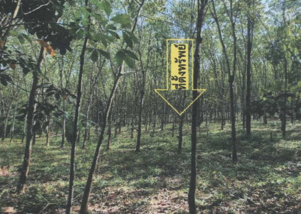 รูปที่ดินว่างเปล่า ทุ่งหลวง เวียงสระ สุราษฎร์ธานี