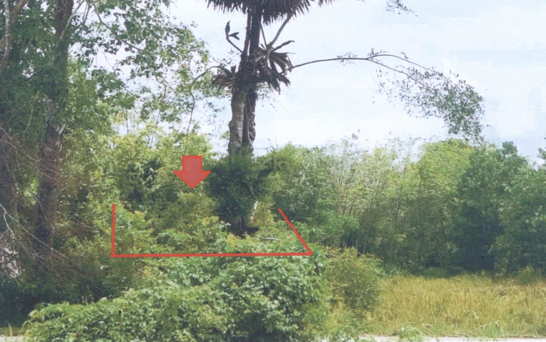 รูปที่ดินว่างเปล่า ขุนตัดหวาย จะนะ สงขลา