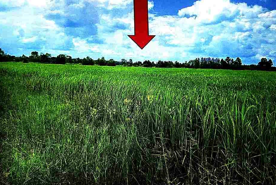 รูปที่ดินว่างเปล่า สระจรเข้ ด่านขุนทด นครราชสีมา