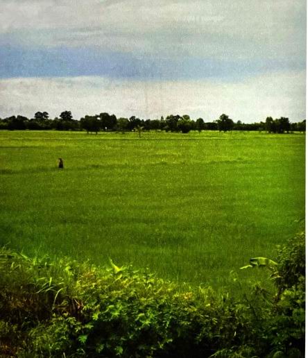 รูปที่ดินว่างเปล่า เจ้าท่า กมลาไสย กาฬสินธุ์