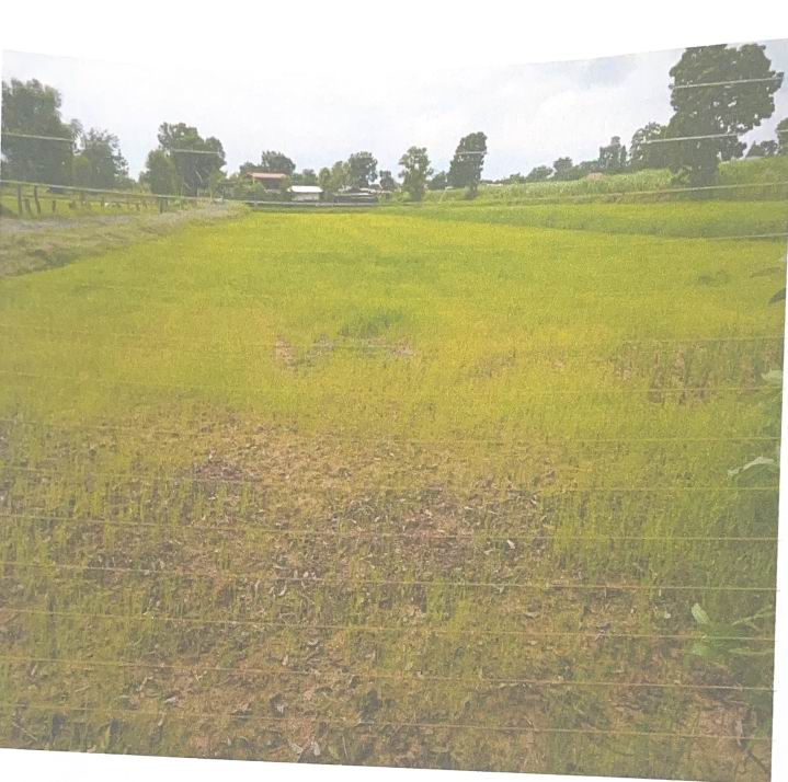 รูปที่ดินว่างเปล่า บ้านด่าน บ้านด่าน บุรีรัมย์