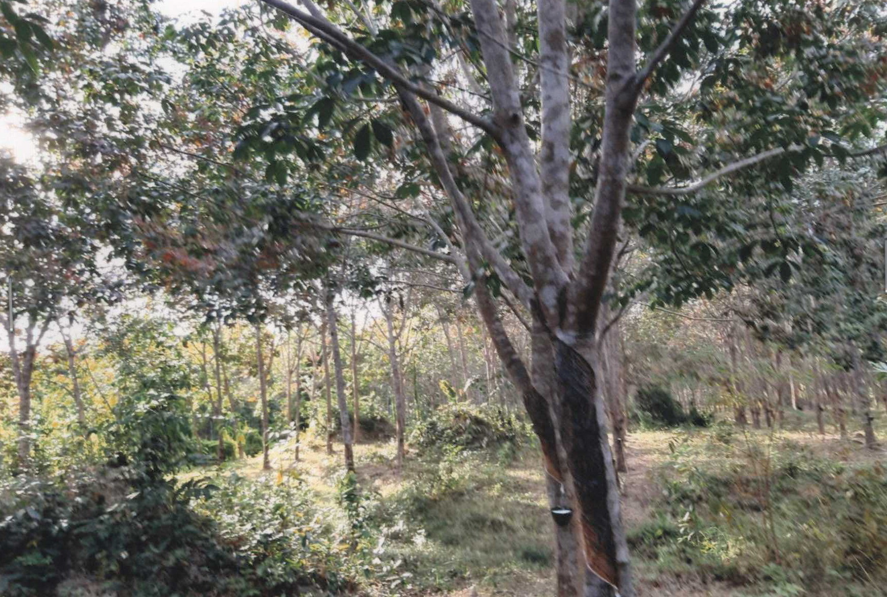 รูปที่ดินว่างเปล่า คำเตย เมืองนครพนม นครพนม