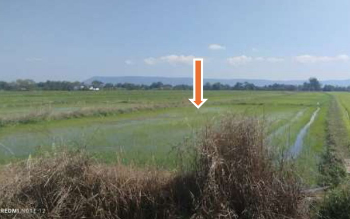 รูปที่ดินว่างเปล่า ม่วงคำ พาน เชียงราย