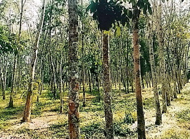 รูปที่ดินว่างเปล่า บางหมาก กันตัง ตรัง