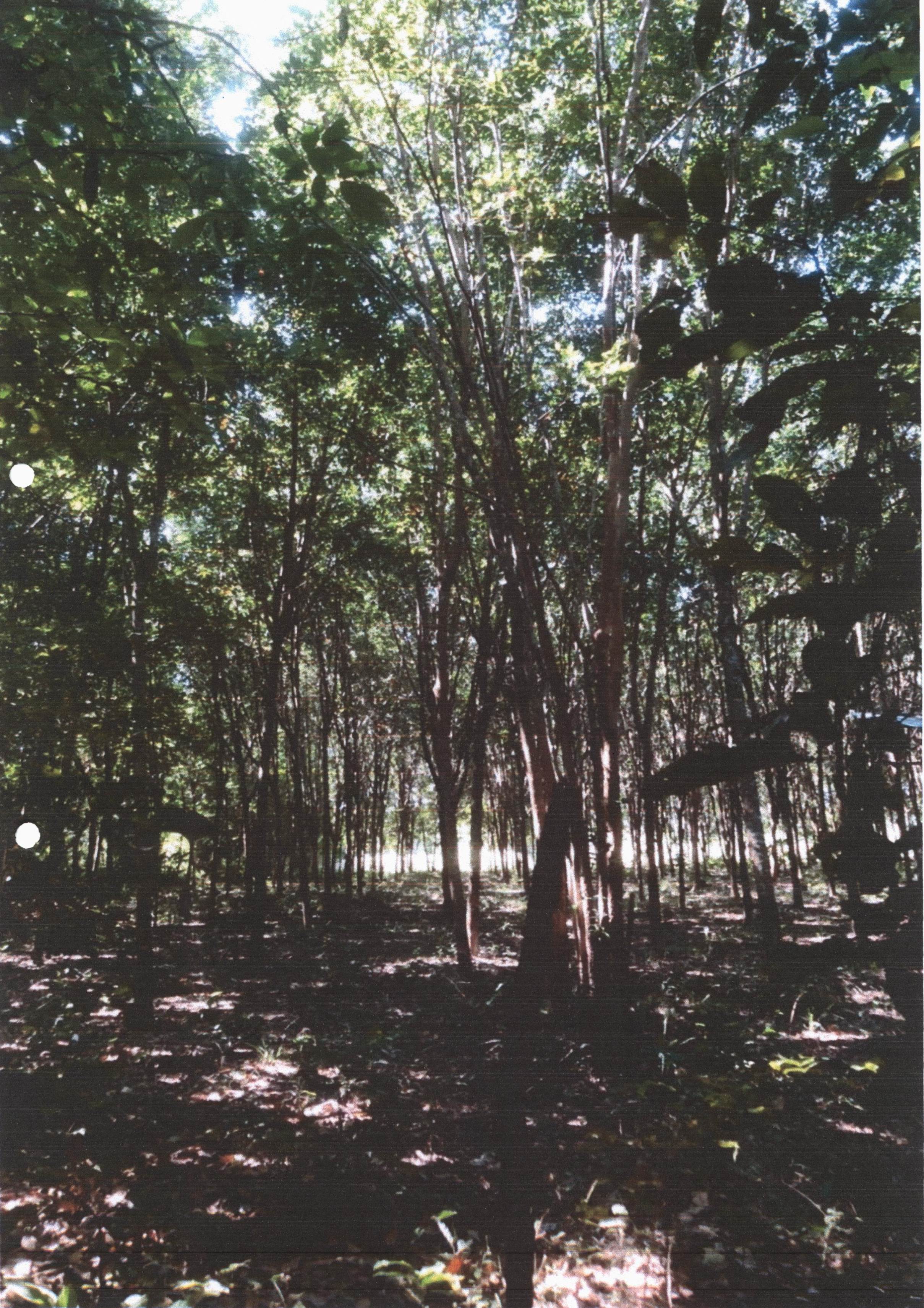 รูปที่ดินว่างเปล่า หนองบัวสิม คำตากล้า สกลนคร