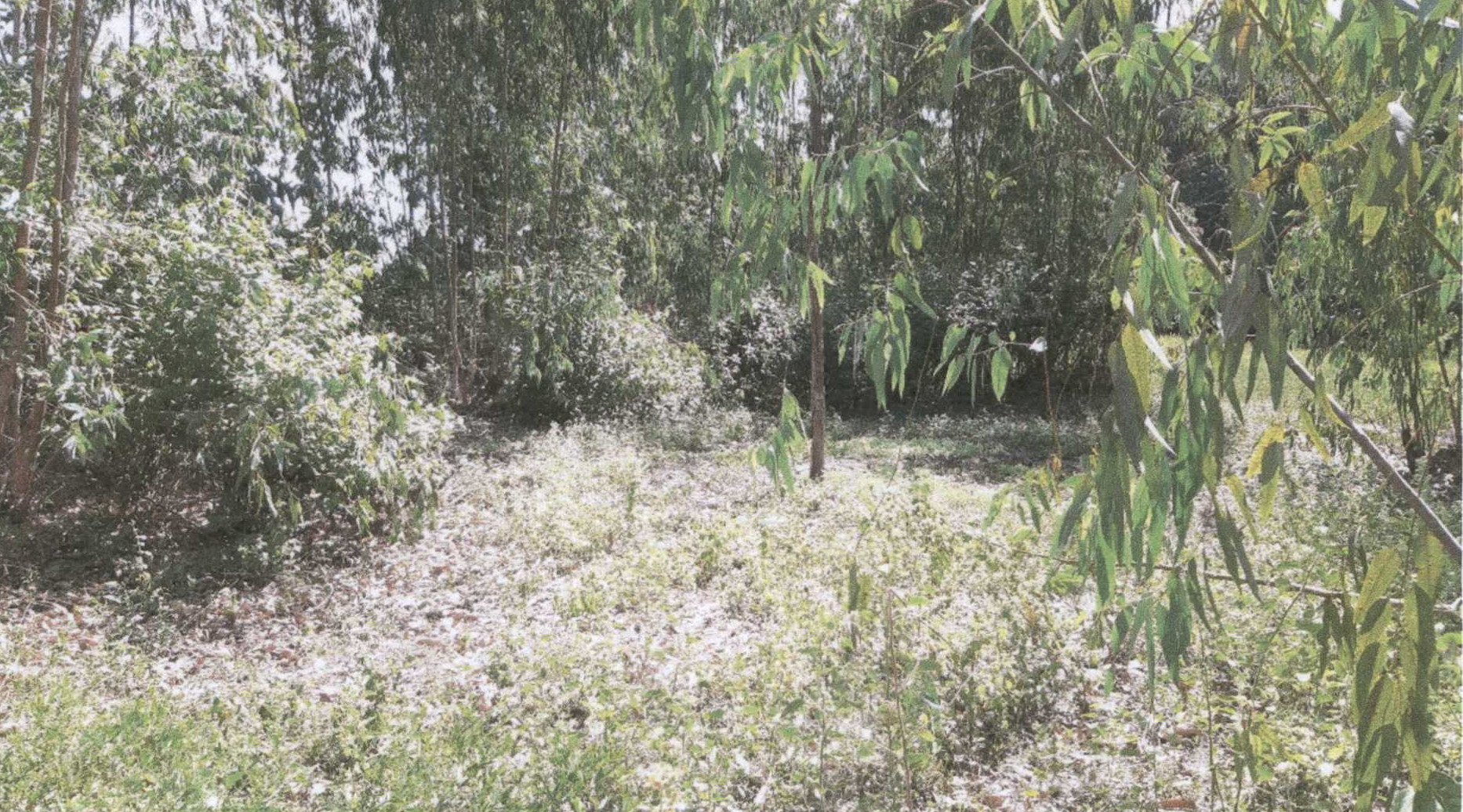 รูปที่ดินว่างเปล่า แก่งเลิงจาน เมืองมหาสารคาม มหาสารคาม