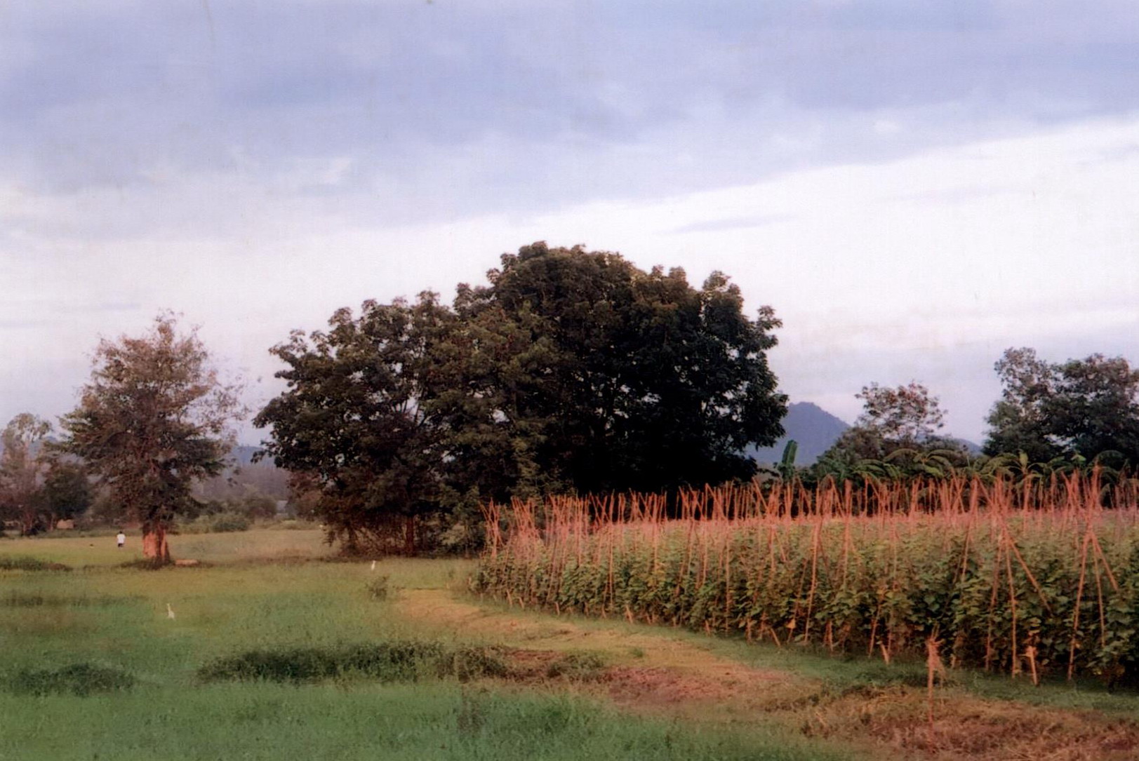 รูปที่ดินว่างเปล่า ห้วยไผ่ เมืองราชบุรี ราชบุรี