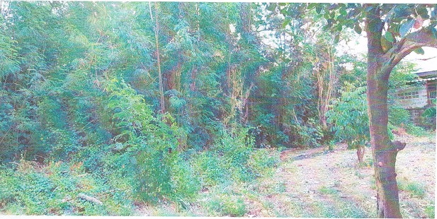 รูปที่ดินว่างเปล่า กกโก เมืองลพบุรี ลพบุรี