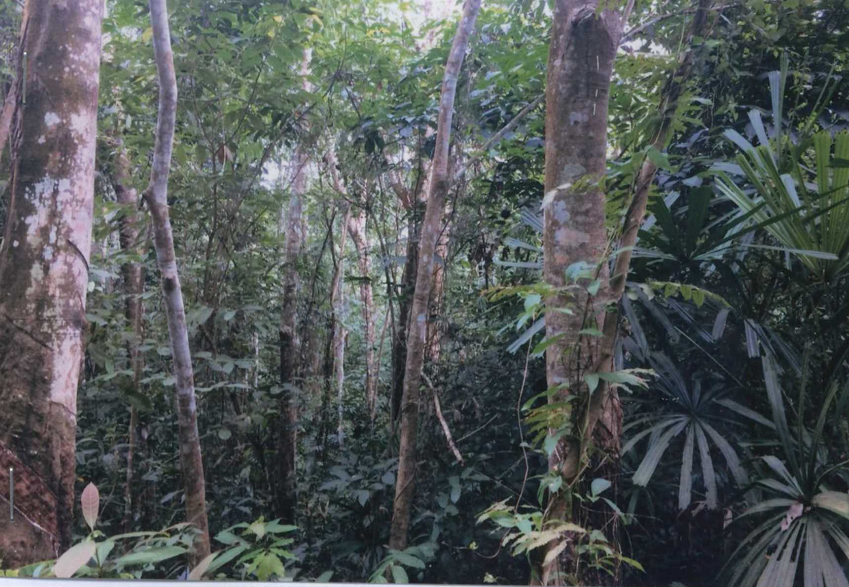 รูปที่ดินว่างเปล่า นาประดู่ โคกโพธิ์ ปัตตานี