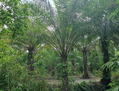 รูปที่ดินว่างเปล่า บ้านนา ปะเหลียน ตรัง