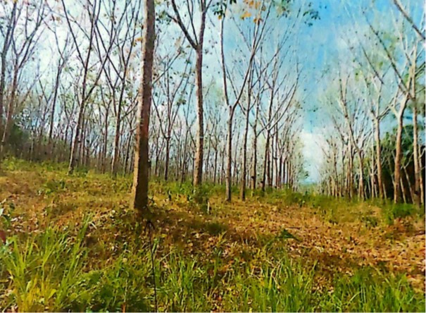 รูปที่ดินว่างเปล่า นิคมพัฒนา มะนัง สตูล