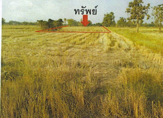 รูปที่ดินว่างเปล่า บ้านกล้วย เมืองสุโขทัย สุโขทัย
