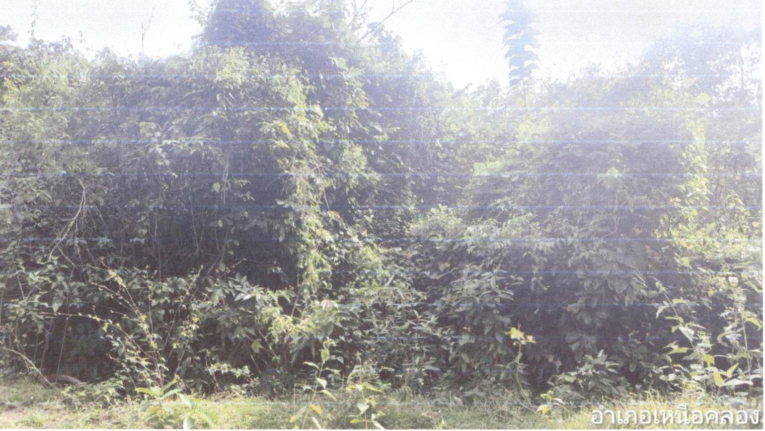 รูปที่ดินว่างเปล่า คลองขนาน เหนือคลอง กระบี่