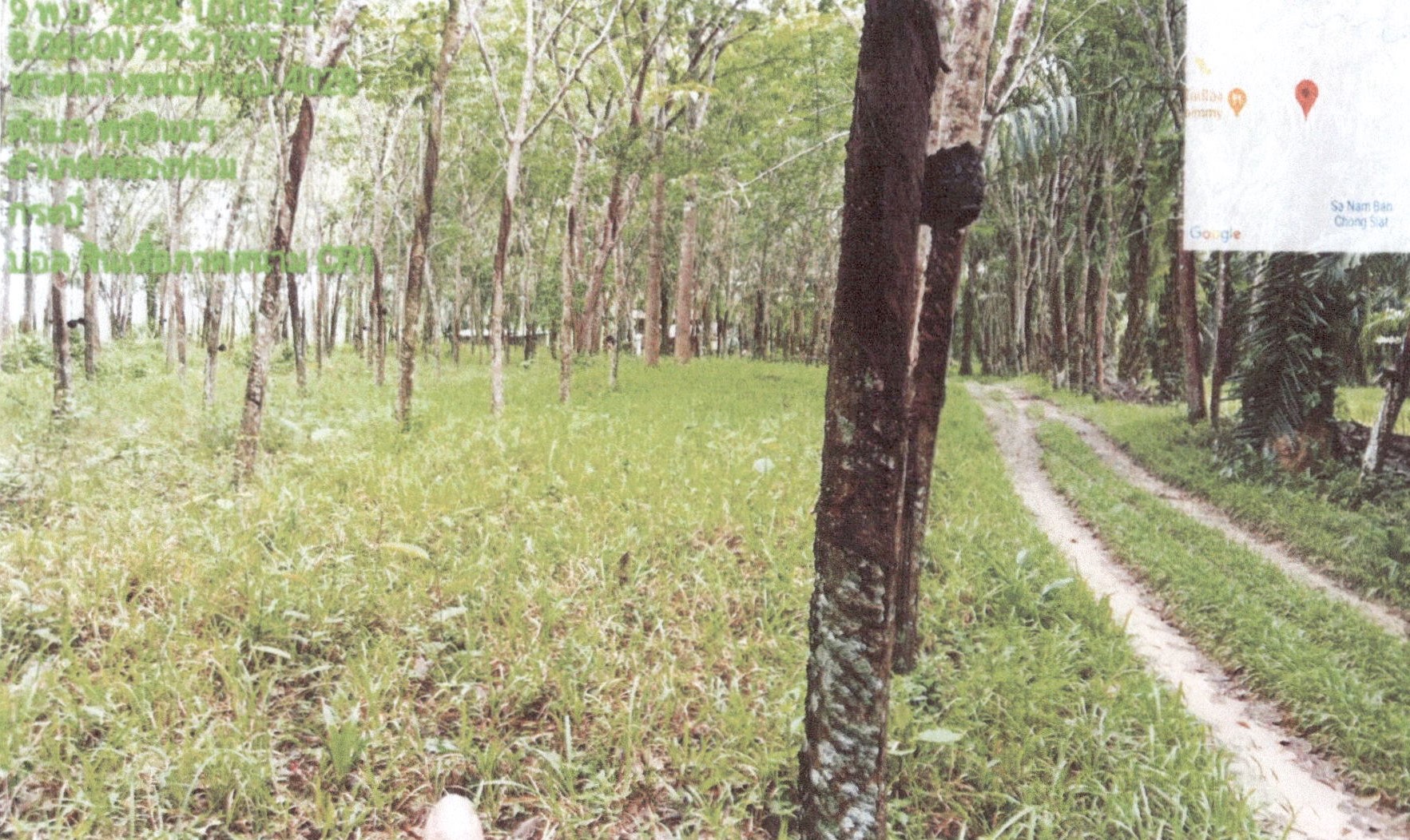 รูปที่ดินว่างเปล่า พรุดินนา คลองท่อม กระบี่