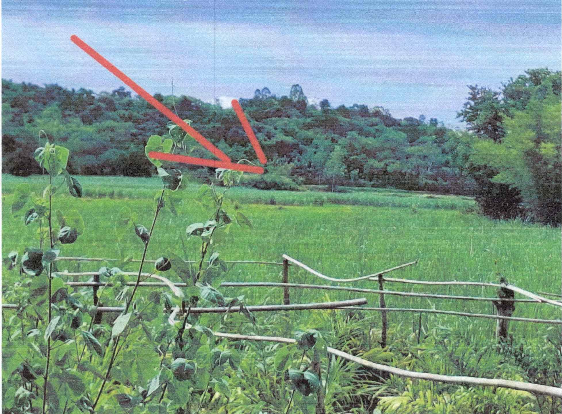 รูปที่ดินว่างเปล่า ทรายขาว วังสะพุง เลย
