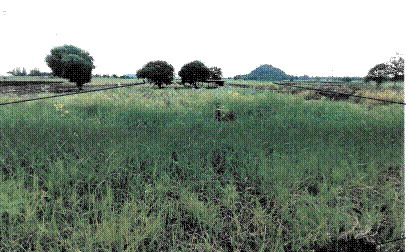 รูปที่ดินว่างเปล่า ศิลาทิพย์ ชัยบาดาล ลพบุรี