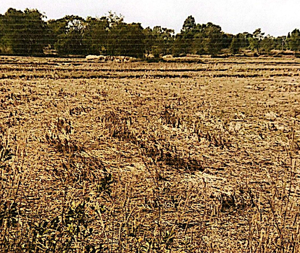 รูปที่ดินว่างเปล่า หนองลาด วาริชภูมิ สกลนคร