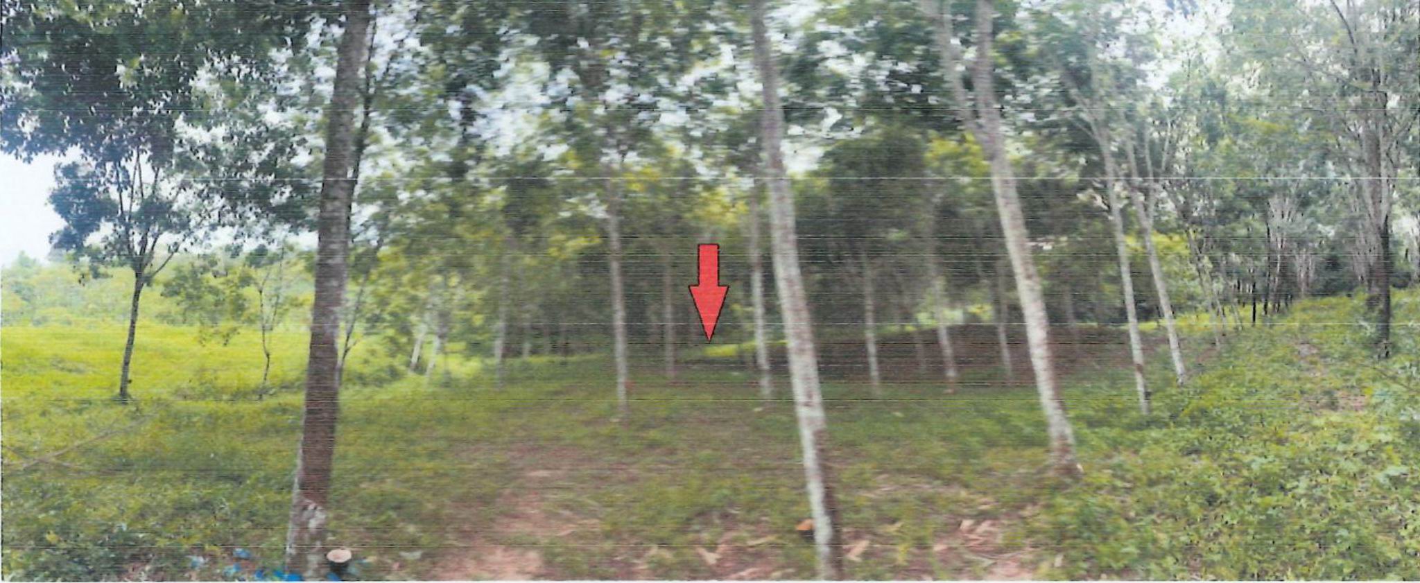 รูปที่ดินว่างเปล่า ตะกุกใต้ วิภาวดี สุราษฎร์ธานี