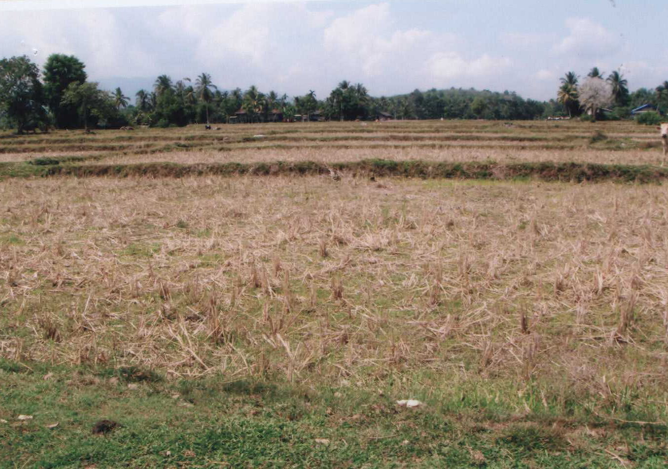 รูปที่ดินว่างเปล่า ปล่องหอย กะพ้อ ปัตตานี