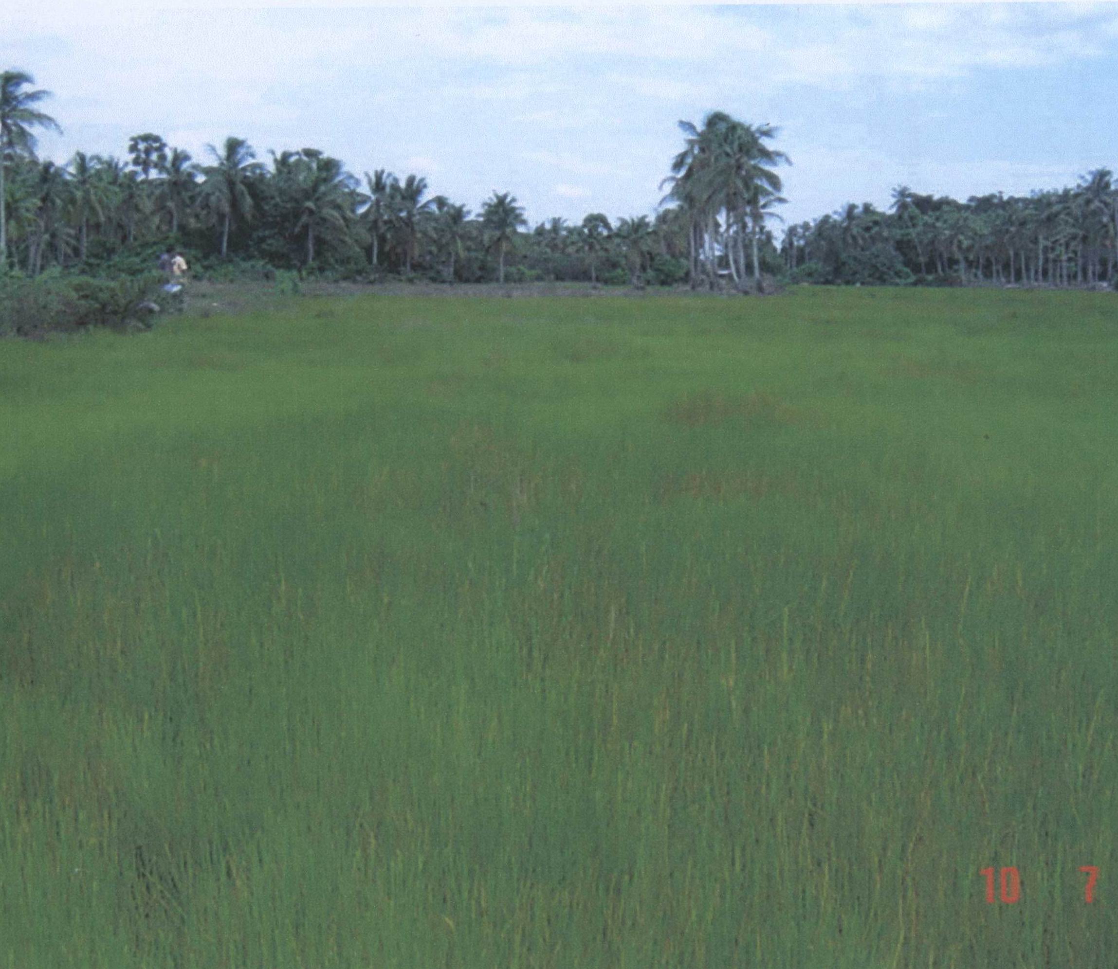 รูปที่ดินว่างเปล่า หนองแรต ยะหริ่ง ปัตตานี