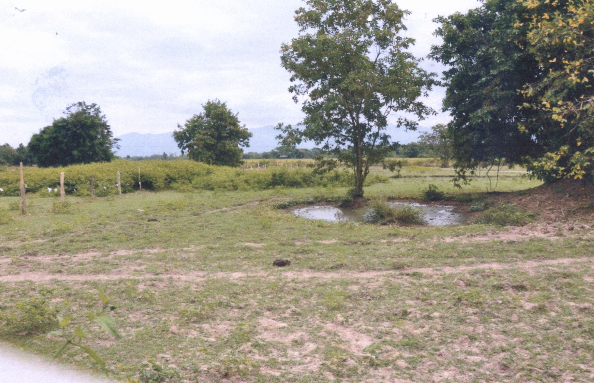 รูปที่ดินว่างเปล่า เหมืองหม้อ เมืองแพร่ แพร่