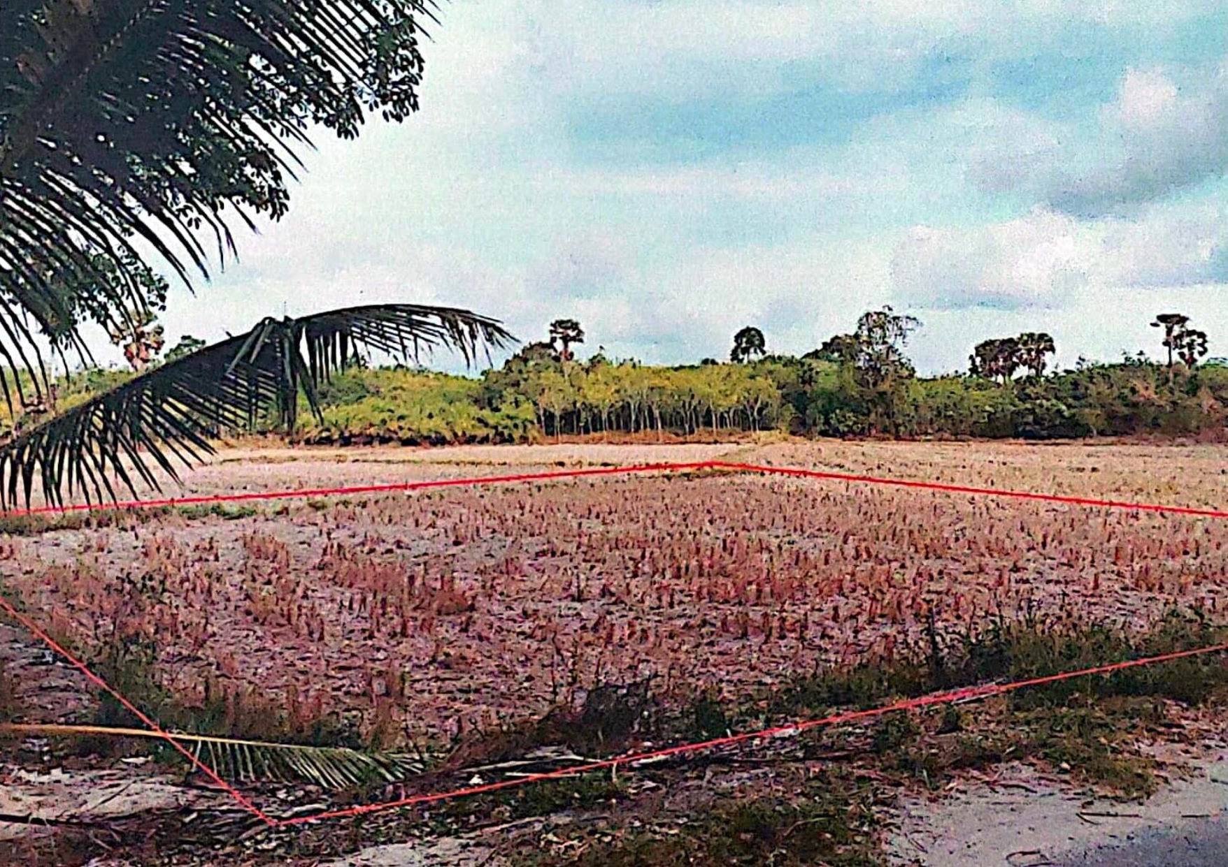 รูปที่ดินว่างเปล่า ตันหยงดาลอ ยะหริ่ง ปัตตานี
