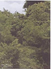 รูปที่ดินว่างเปล่า บางรัก เมืองตรัง ตรัง
