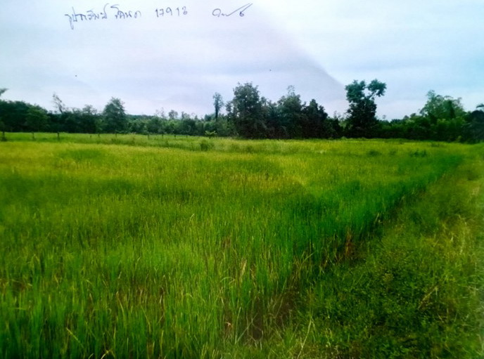 รูปที่ดินว่างเปล่า ไชยบุรี ท่าอุเทน นครพนม